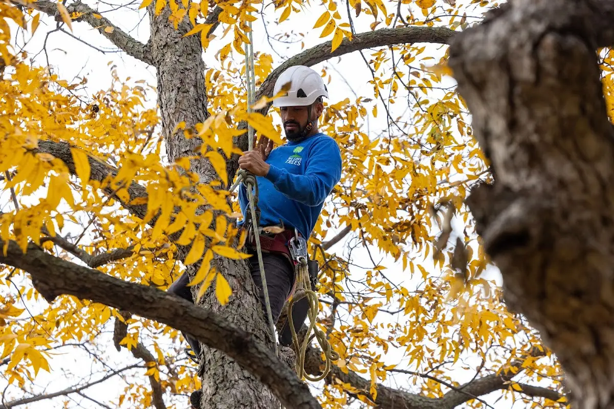 Skilled Tree Pruning crew working in Burley