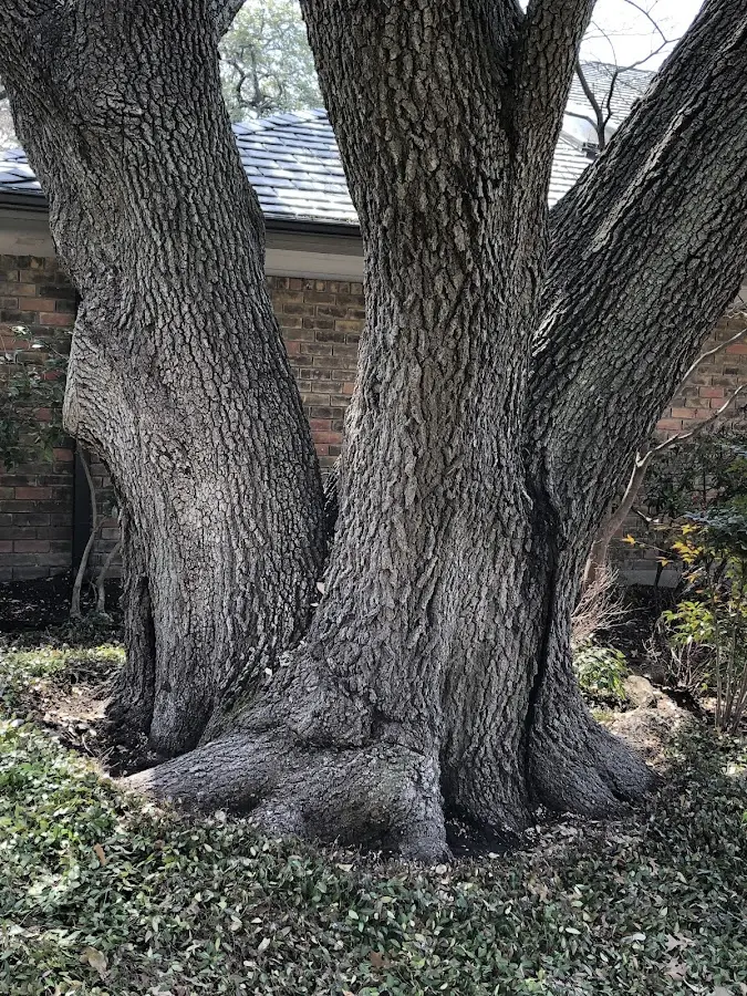 Mature heritage tree close to a Burley property cared for by certified arborists
